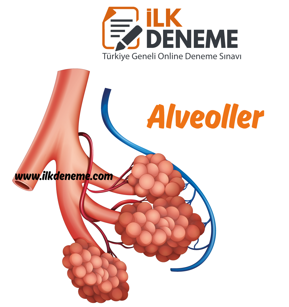 alveoller