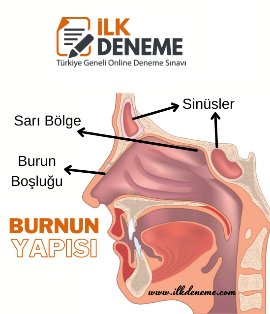 Duyu Organları Burun