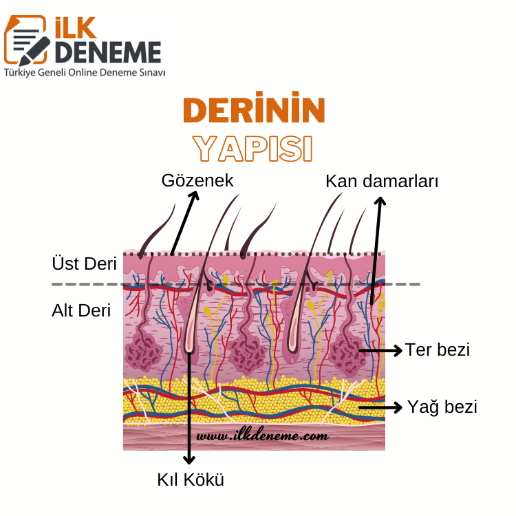 Duyu Organları Deri