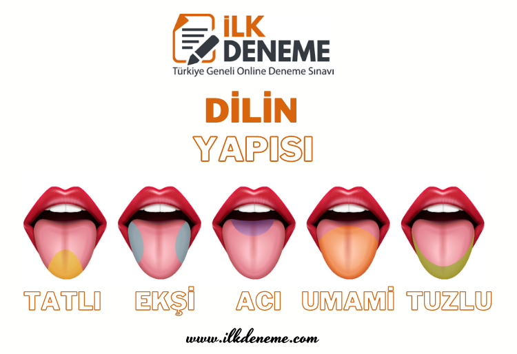 Duyu Organları Dil