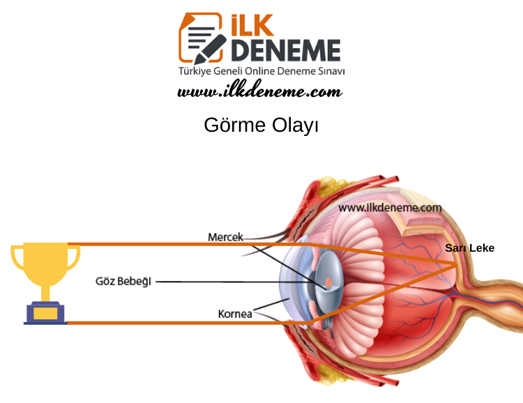 Duyu Organları Görme