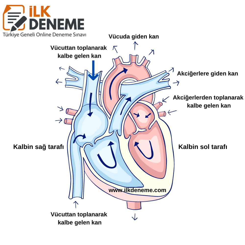 kalp modeli