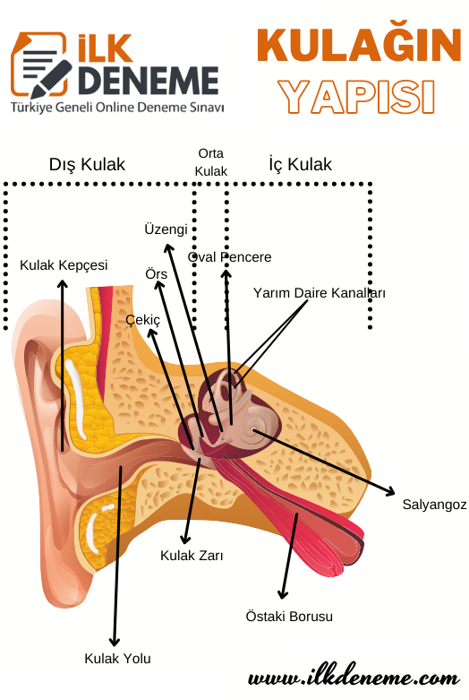 Duyu Organları Kulak