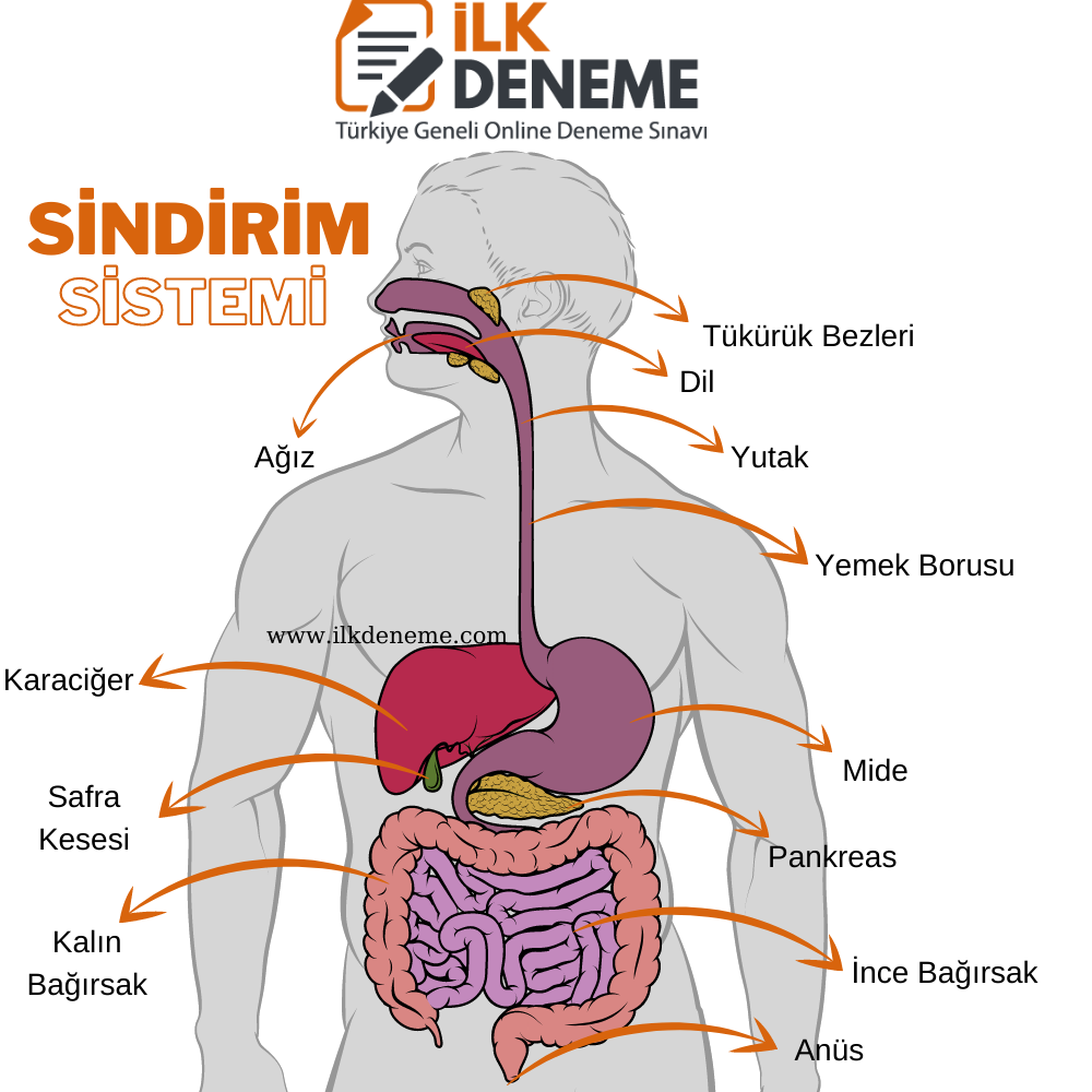 sindirim sistemi 2021