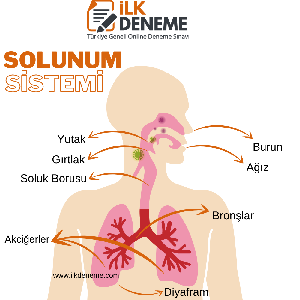 solunum sistemi