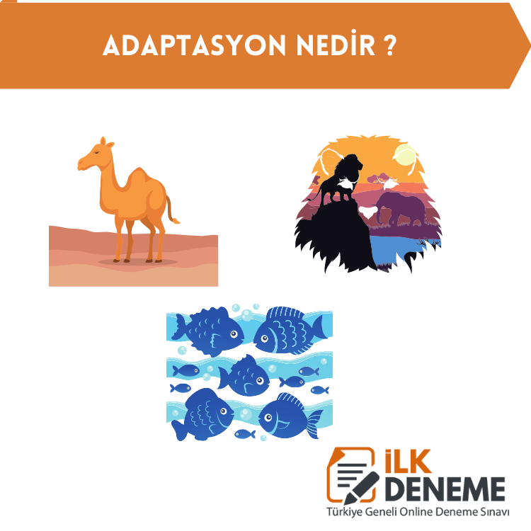 adaptasyon nedir