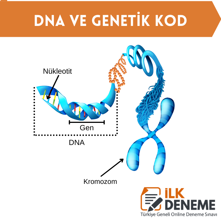 dna genetik kod