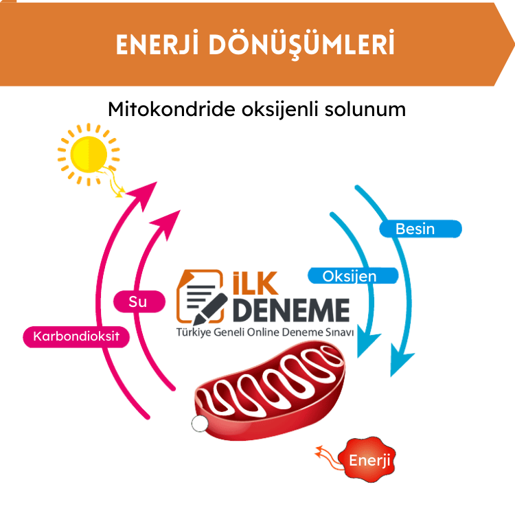 mitokondride oksijenli solunum